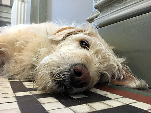 Gatuhunden Arthur: Från hundliv till (h)underbart liv